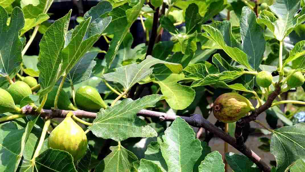 انجیر زرد ترکیه با ماندگاری مناسب و عطر طبیعی